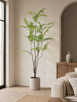 Pistacie Plante i Pot | 210 cm