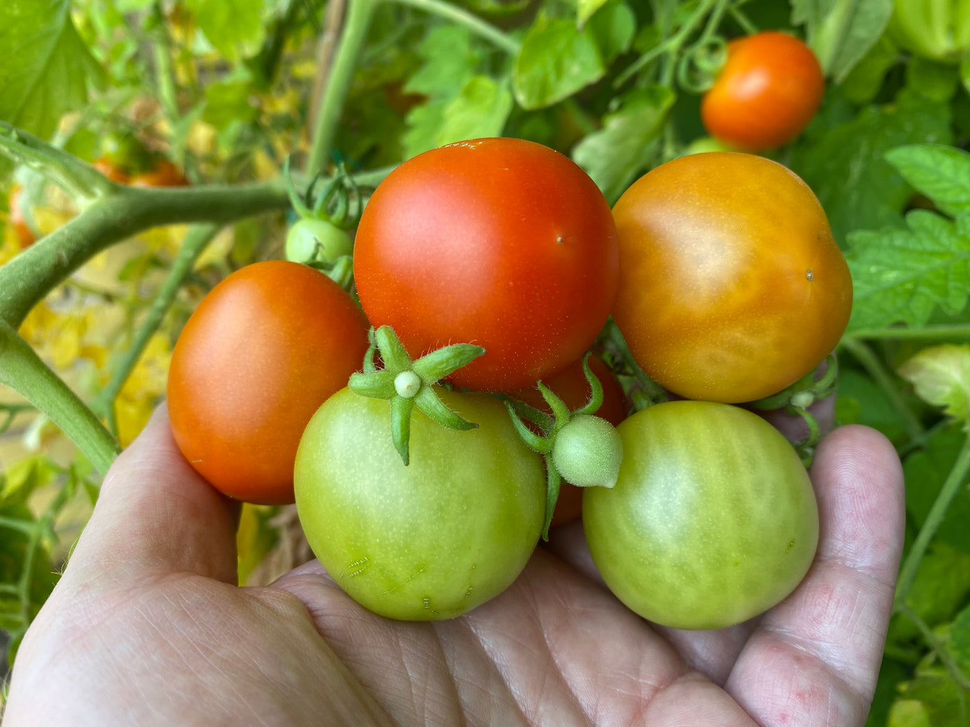 Homefarm Kapilærkasse med selvvanding